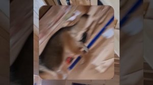 1000048369.mp4 (Собака наблюдает за устройством лестницы на 2 этаж в доме А-фрейм)