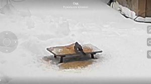 20260211 Сойка ест привезенное зерно с большим удовольствием