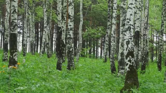 Во поле берёзка стояла смотреть онлайн