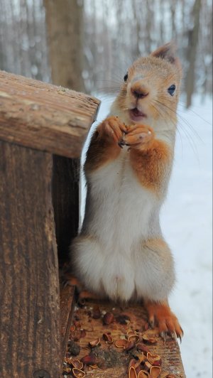 Милая белка