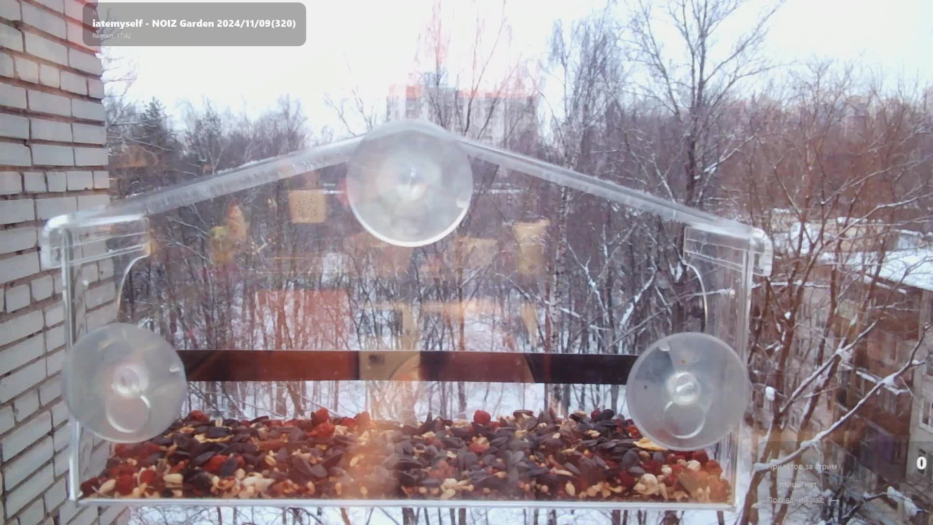 Птицы в окне