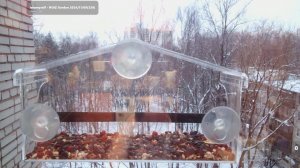 Птицы в окне