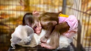 Мы рассадили Степашку и Маняшку по РАЗНЫМ ВОЛЬЕРАМ и вот что мы увидели с утра)))