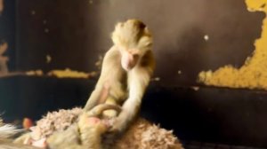 Анфиса СХВАТЫВАЕТ все на лету, показывает паспорт и ПОДЧИНЯЕТСЯ Люське!