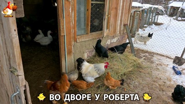 Содержание кур в домашних условиях и других птиц во дворе у Роберта 🐣🐤🦆🐔🪿🦃 (415) смотреть онлайн