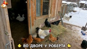 Содержание кур в домашних условиях и других птиц во дворе у Роберта 🐣🐤🦆🐔🪿🦃 (415)