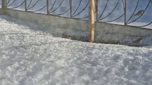 Долгожданный гость