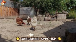 Забавные курочки несушки на сельском подворье 🤗😂😜 (108)