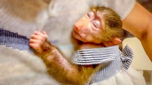 На ЭТУ ЛЮБОВЬ не возможно смотреть без умиления! У Мани банный день и ПРИЛИВ НЕЖНОСТИ!