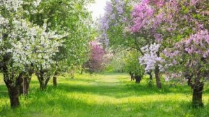 Погадай-ка мне цыганка.