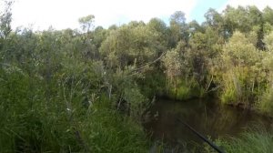 Отличная рыбалка в лужице(3)