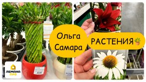 ЧТО ПРИВЕЗЛИ в Лемана ПРО?🌹Саженцы роз, астильба, лук-севок и комнатные растения!🌿🧅 Февраль,2026