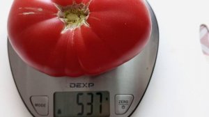 Возьмите на заметку! Сладкий и мясистый томат-Малиновый Слон. Рекомендую