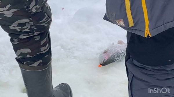 11.02.26 - ловим форель