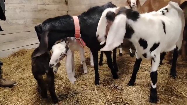 Лолкин козлик приехал домой🌿! смотреть онлайн