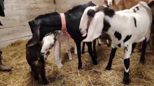 Лолкин козлик приехал домой🌿!