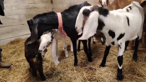 Лолкин козлик приехал домой🌿!
