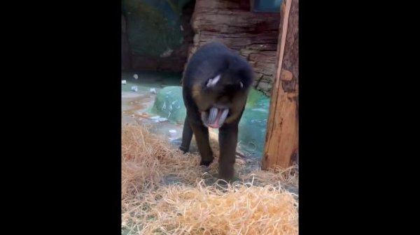 После сытного обеда по закону Архимеда...