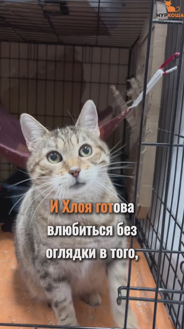 Хлоя ждёт вас в приюте #Муркоша смотреть онлайн