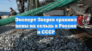 Глава ВАРПЭ Зверев: улов минтая в России в 2026 году вырос на 12%