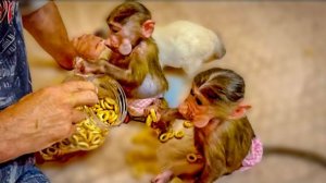 МНЕ,МНЕ, МНЕ и снова МНЕ! Как Степа, Маня и Басик делили поровну бублики)))