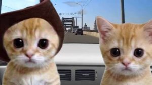 Эль гато 4 серия 1 сезон