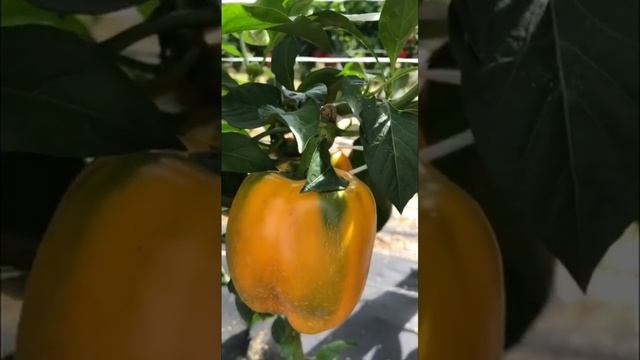 Наш урожай перцев 2025! смотреть онлайн