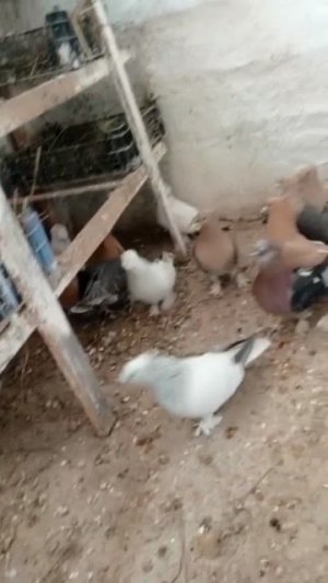 Голуби на продажу турецкая такла. Москва-все вопросы по телефону.+7 929 822-32-60Константин