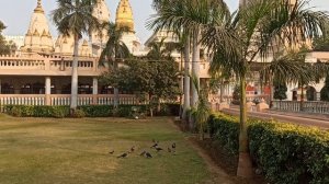 Птицы в храмовом парке!