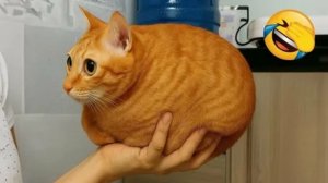 СМЕШНЫЕ КОТЫ 2026 ЛУЧШИЕ ПРИКОЛЫ С КОТАМИ, КОШКИ, ЖИВОТНЫЕ, СМЕШНОЕ ВИДЕО