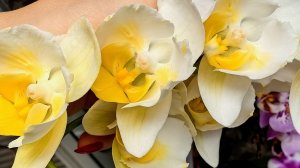 2часть Почему я покупаю бабочек именно там? Болталка о бабочках орхидеях