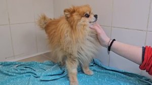 Маленькие собачки, большие сражения свежие новости о наших шпицах! | Кроха, Дона, Бостон, Малыш