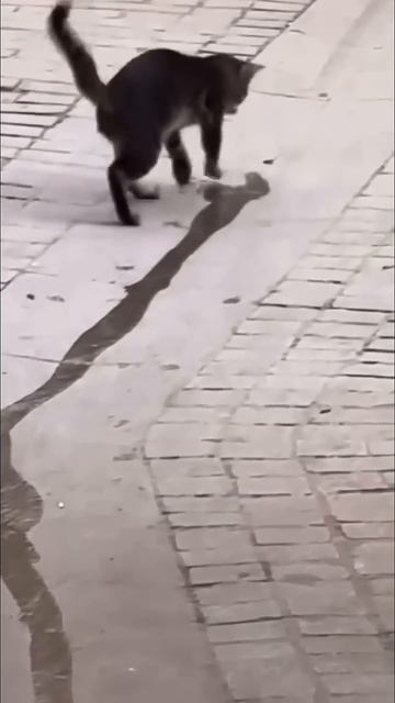 Весна идёт – весне дорогу #funny #котофейка #cat #веселыекоты #видосыоткота #прикольныекоты смотреть онлайн