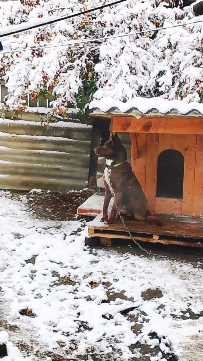 Мишкино утро. Выпал первый снег осенний! 12-02-2026 Архив. смотреть онлайн