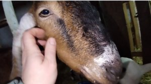 11-02-2026 Ну вот я и вернулась / козы / хозяйство.