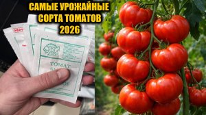 Эти ТОМАТЫ Обязательно посажу в 2026! Томаты посадил и не знаешь проблем, много урожайных сортов!