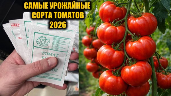 Эти ТОМАТЫ Обязательно посажу в 2026! Томаты посадил и не знаешь проблем, много урожайных сортов!