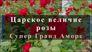 Царское величие розы Супер Гранд Аморе