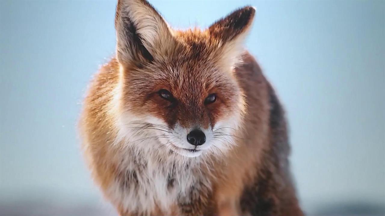 Больше полутора сотен проектов получат поддержку от Президентского фонда природы. смотреть онлайн