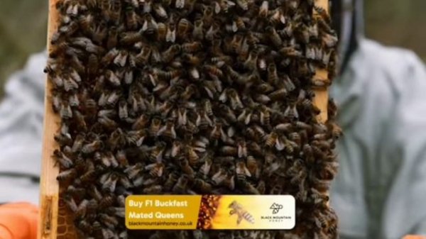 Есть ли у Бакфаст расплод зимой?