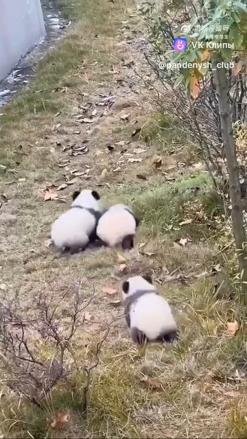 Cute panda 🐼 смотреть онлайн