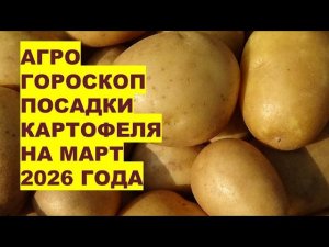 Март 2026: Самые Лучшие Дни Для Посадки Картофеля?!