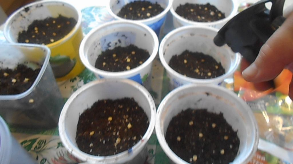 ПОДГОТОВКА К ПОСАДКЕ.САЖАЕМ ПЕРЦЫ И БАКЛАЖАНЫ смотреть онлайн