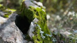 И. С. Бах Ариозо