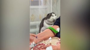 Котик из Дагестана растрогал соцсети