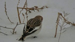 Пу́ночка, также сне́жный подоро́жник аркти́ческий воробе́й