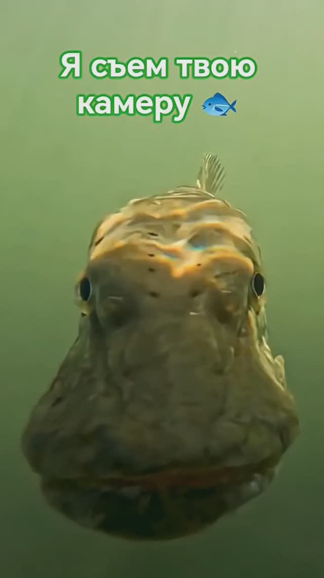 Щука с рыбы переключилась на камеру. Ещё бы чучуть и камера осталась в желудке щуки.
