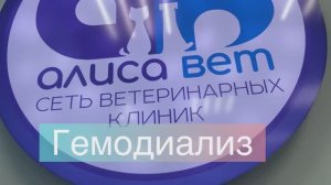 Гемодиализ собакам