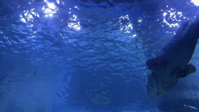 Vinpearl, Океанариум, Нячанг, Вьетнам, февраль 2026 год смотреть онлайн