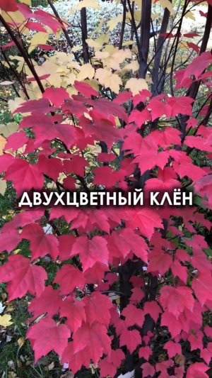 ДВУХЦВЕТНЫЙ КЛЁН